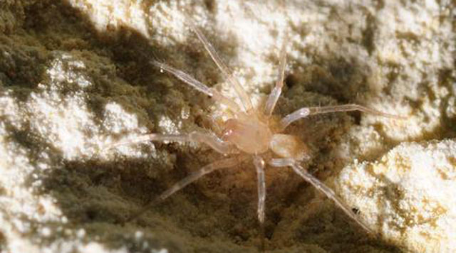 What You Ought To Know About Dangerous Spiders In San Antonio
