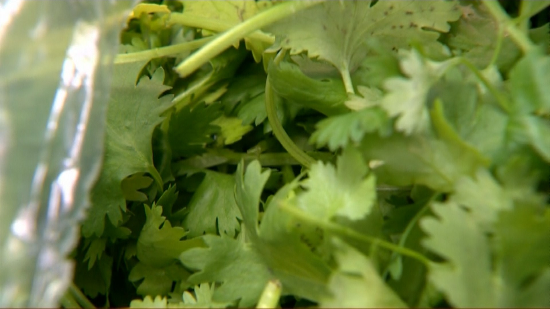 Local cilantro shortage expected after FDA ban