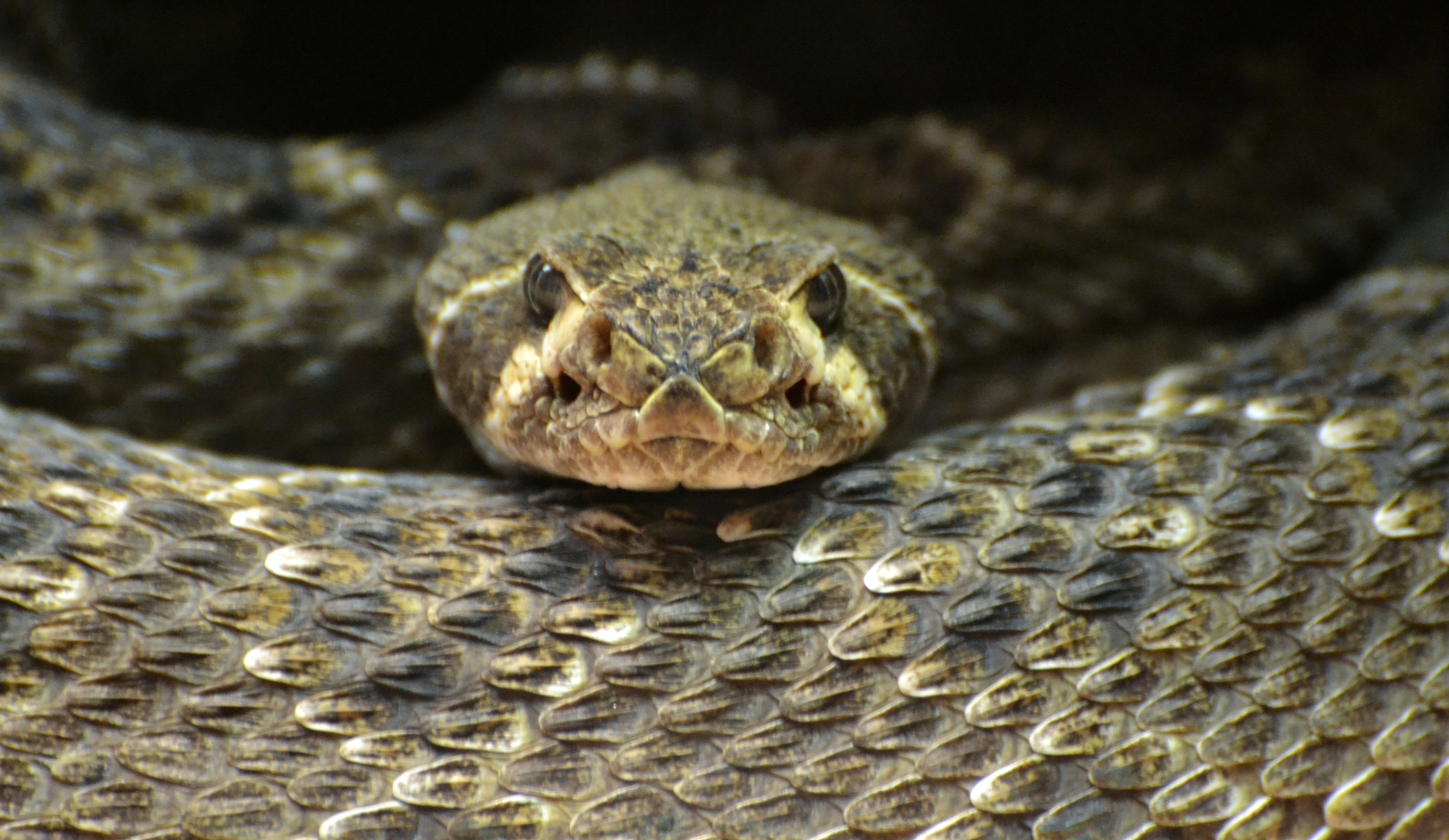 Wet weather means more snakes across SA area