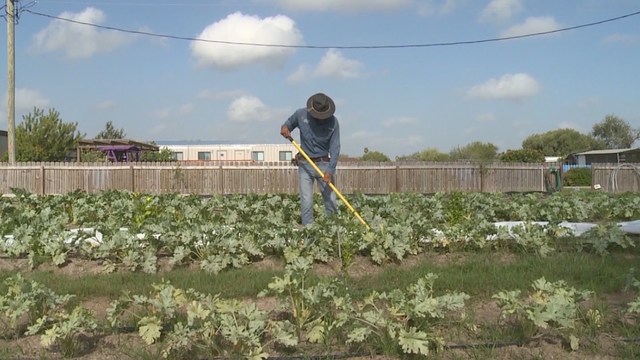 Kids on the border redefine food culture by growing cafeteria produce - KVUE.com