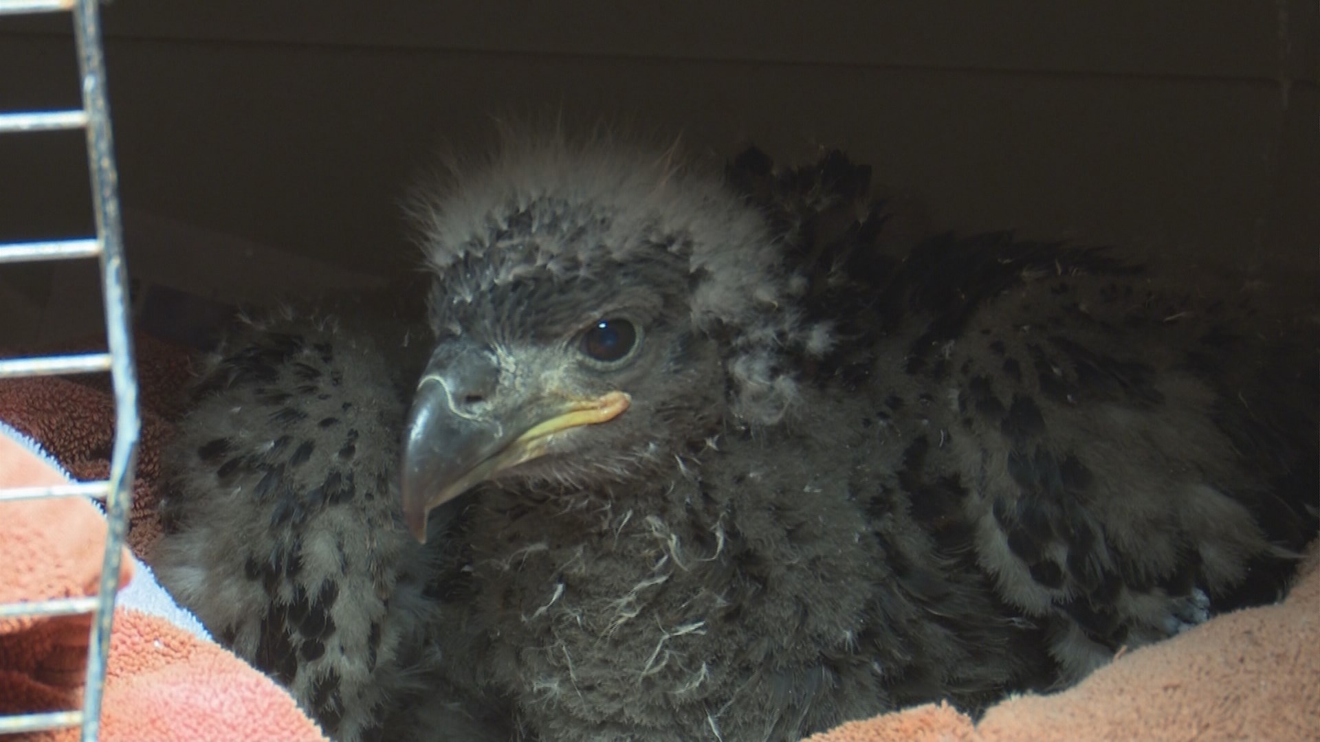 Eaglet of slain Bald Eagle will be raised in San Antonio - KENS5.com