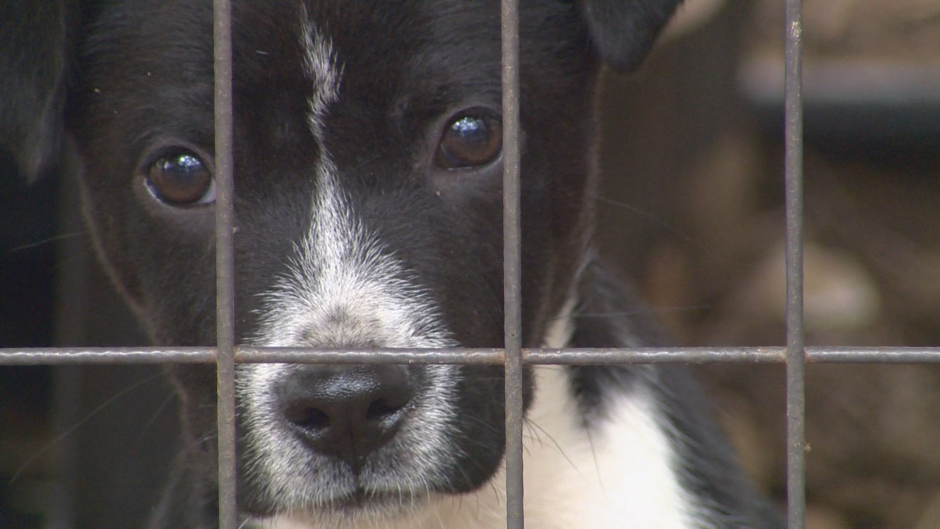 kens5.com | Higher rent threatens no-kill dog shelter