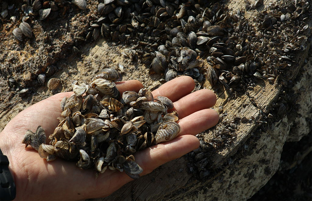 Canyon Lake infested with invasive Zebra Mussels - KENS 5 TV