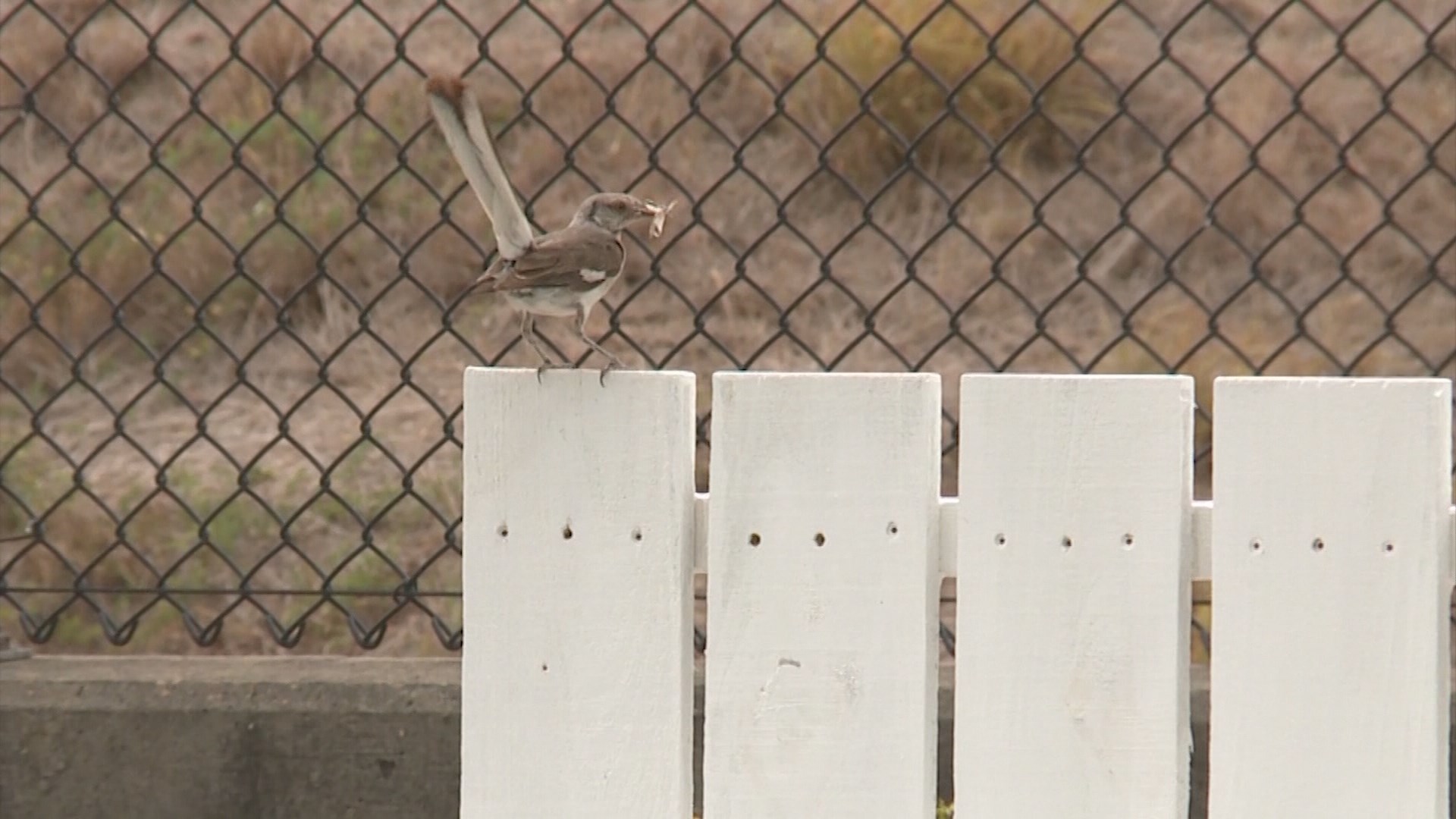 Ladders used by immigrants to climb border fence altered for nature