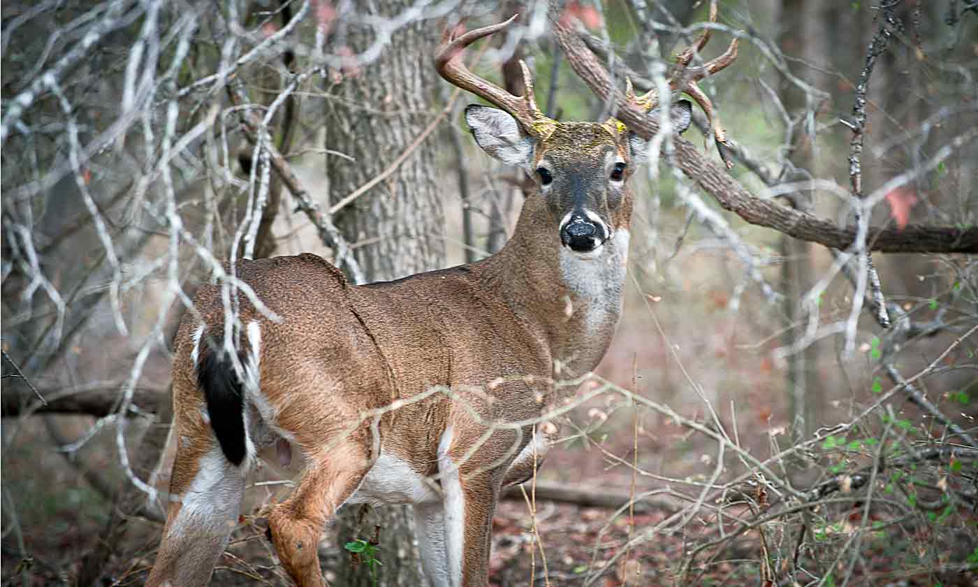 New case of Chronic Wasting Disease found in Bexar County deer, TPWD says