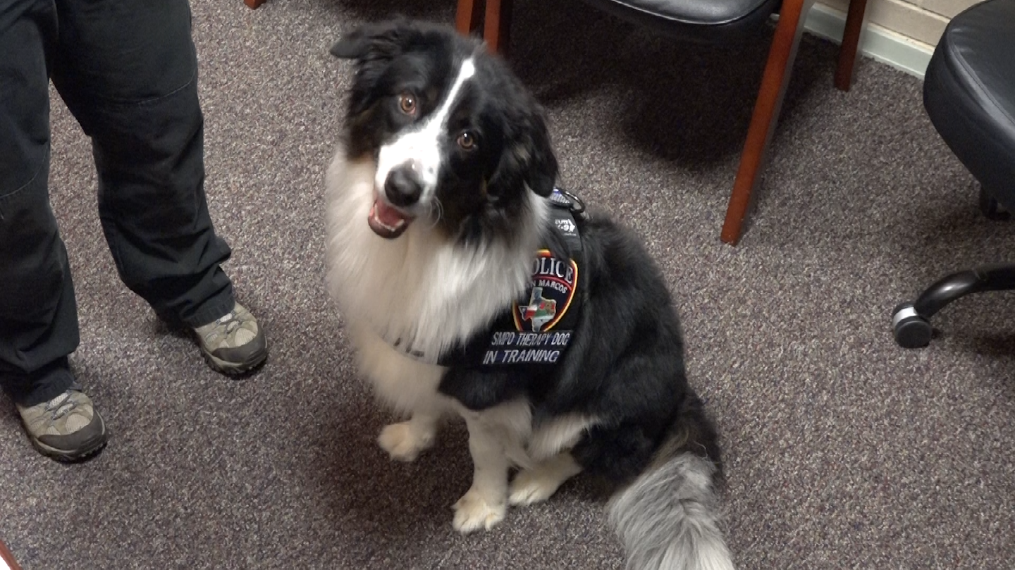 border collie therapy dog