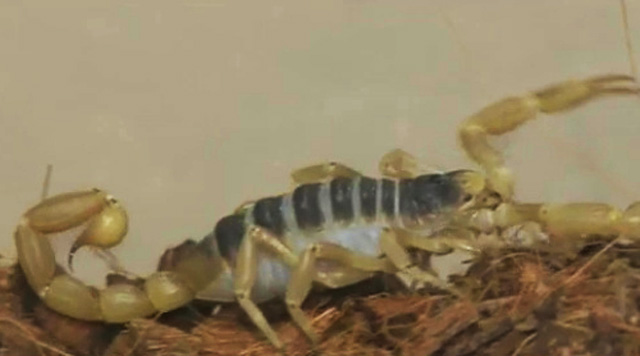 Scorpions venomous, not deadly - and they glow in the dark | kens5.com