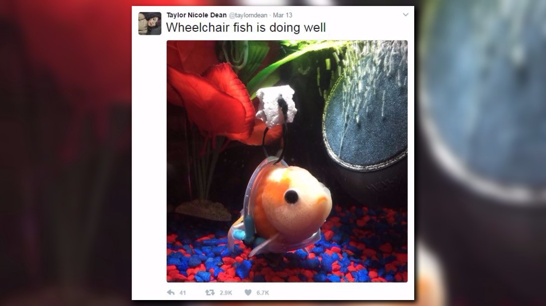 Man builds wheelchair for goldfish, goes viral | wtsp.com