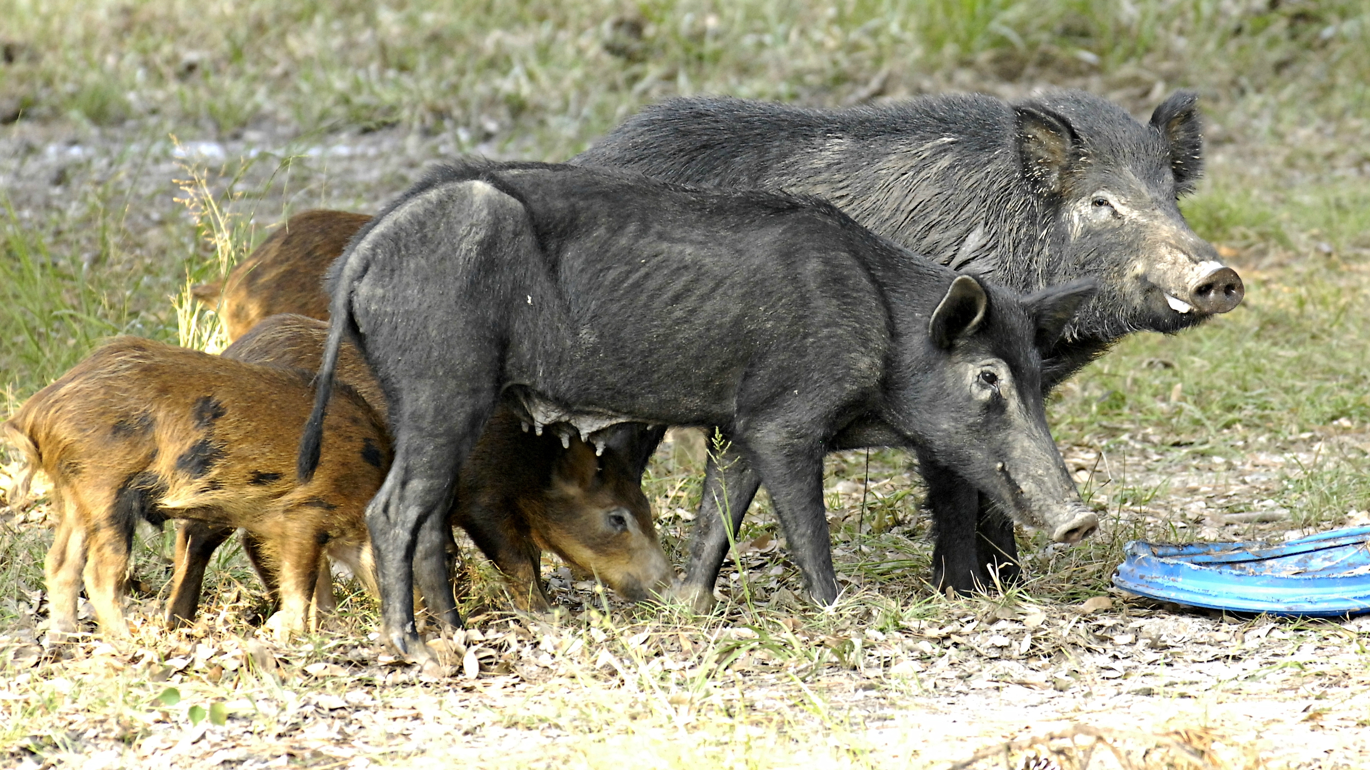 khou.com | Feral hogs are crashing neighborhoods in San Antonio