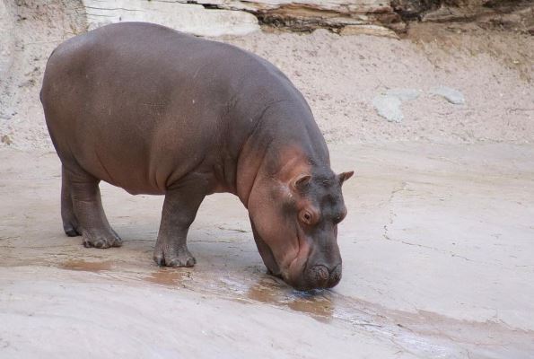 Baby hippo coming to San Antonio Zoo | kens5.com